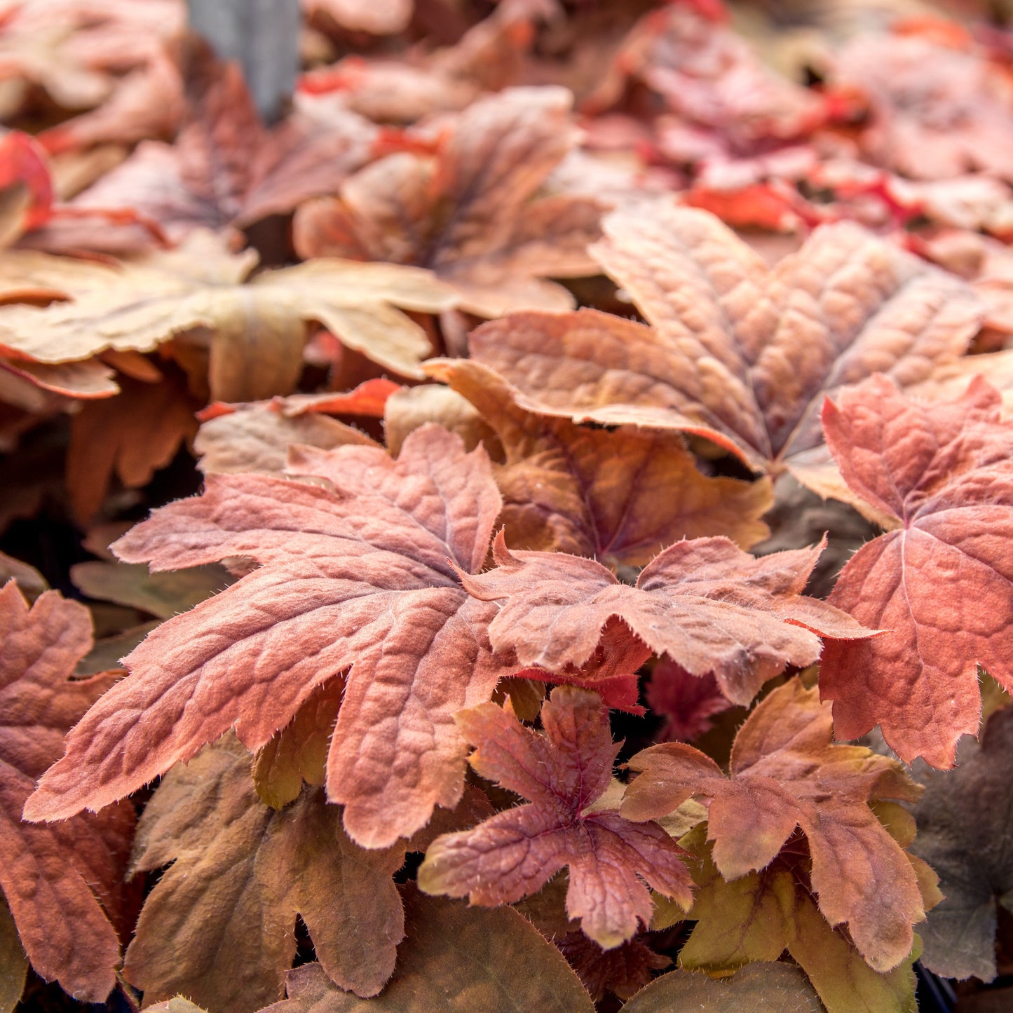 Heucherella - Sweet Tea Foamy Bells