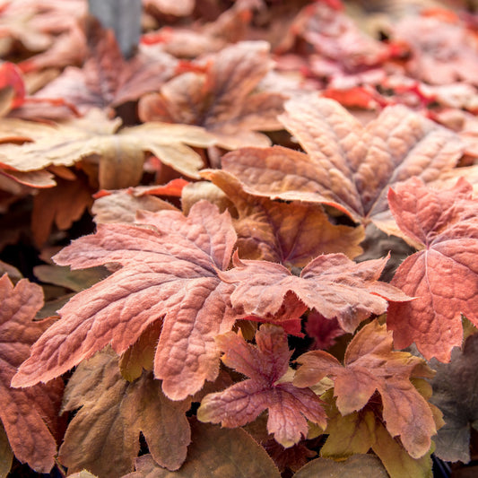 Heucherella - Sweet Tea Foamy Bells