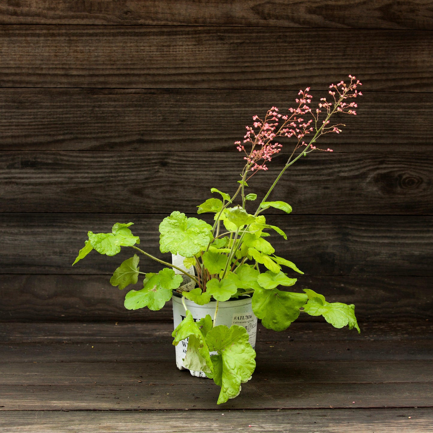Heuchera - Primo® Pistachio Ambrosia Heuchera