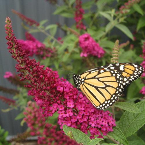 Buddleia - Miss Molly Butterfly Bush