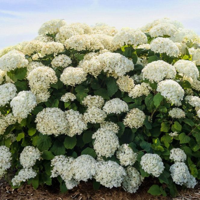 Hydrangea arborescens - First Editions® FlowerFull™ Smooth Hydrangea