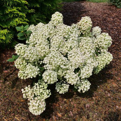 Hydrangea paniculata - Tiny Quick Fire® Hydrangea