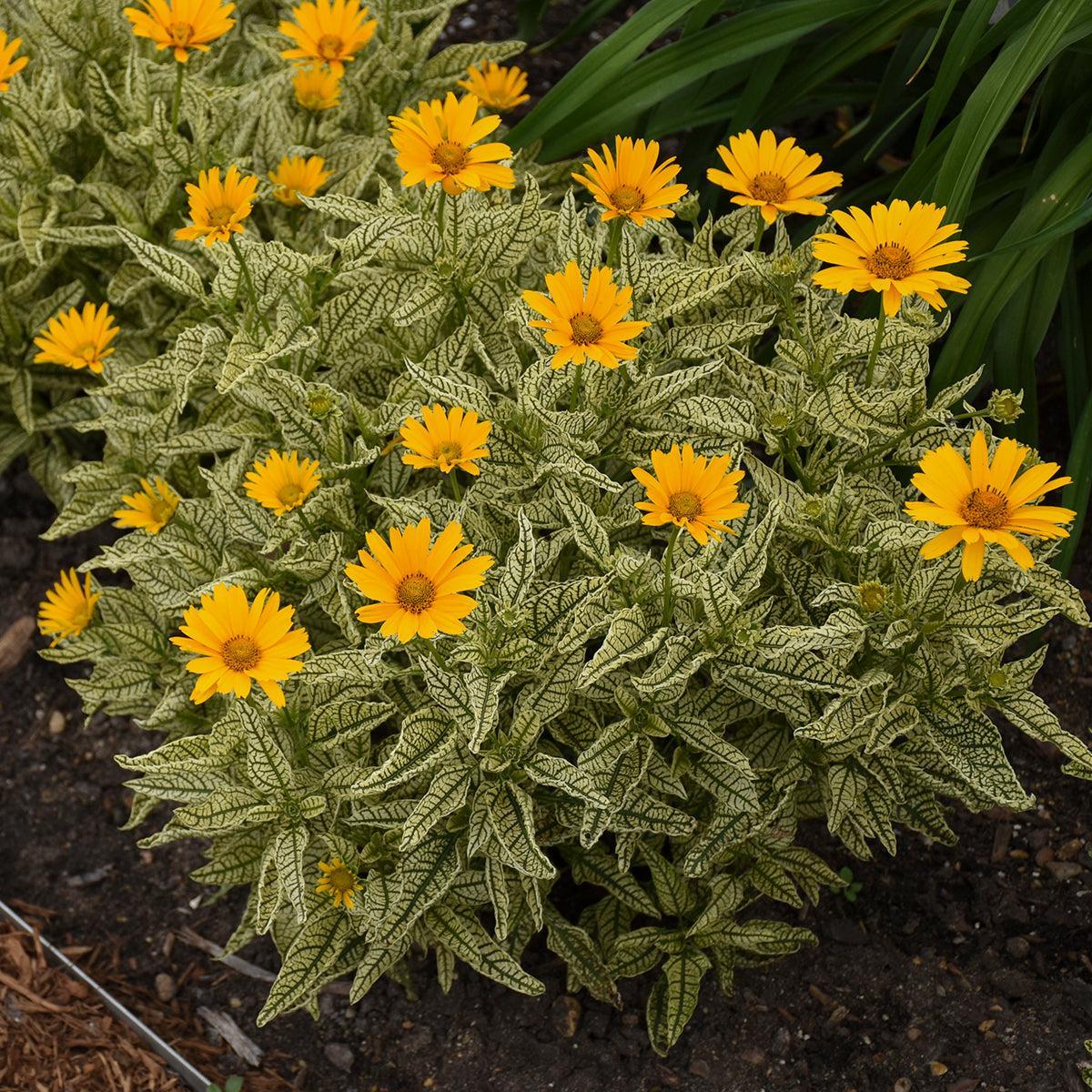 Heliopsis helianthoides  - Sunstruck False Sunflower