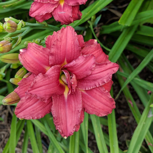 Hemerocallis - Double Pardon Me Daylily