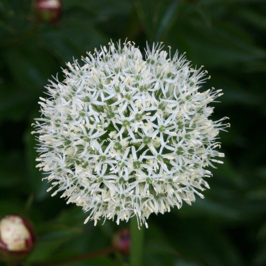 Allium - Mount Everest Ornamental Onion