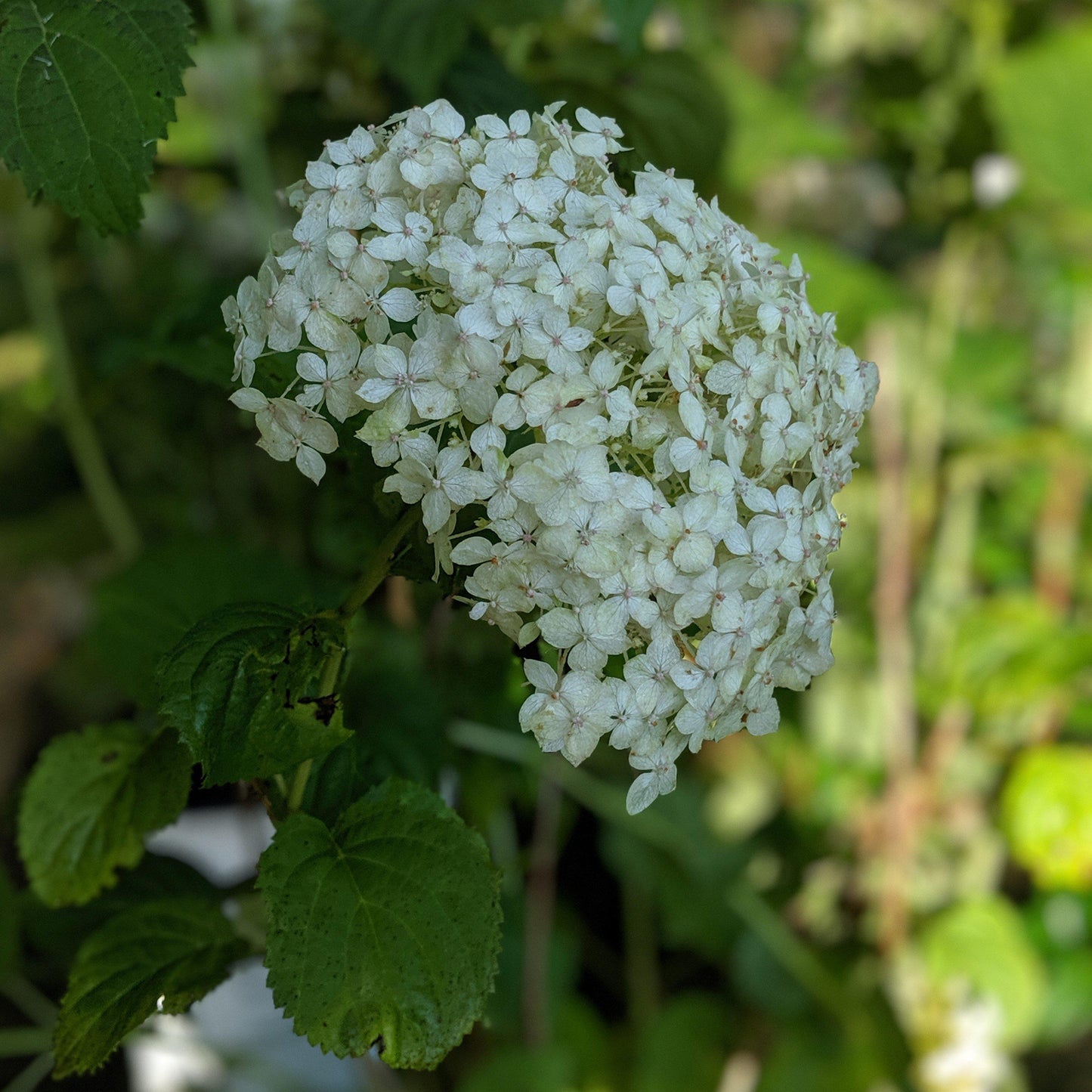 Hydrangea arborescens - Invincibelle® Wee White Smooth Hydrangea