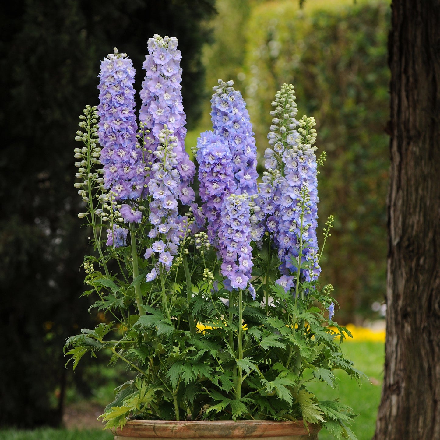 Delphinium elatum - Guardian Lavender Delphinium