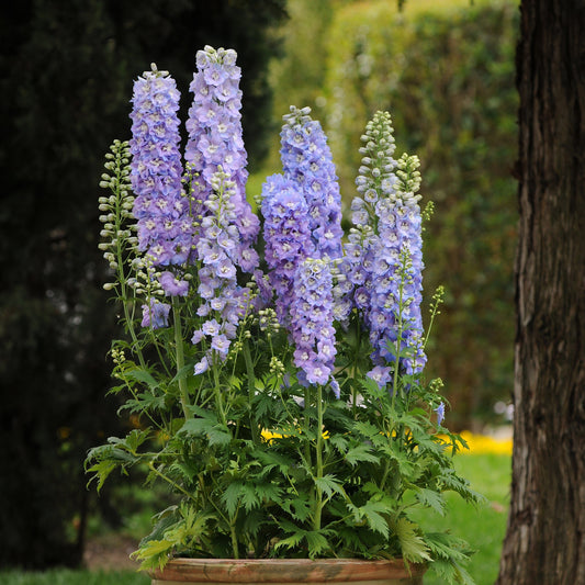 Delphinium elatum - Guardian Lavender Delphinium