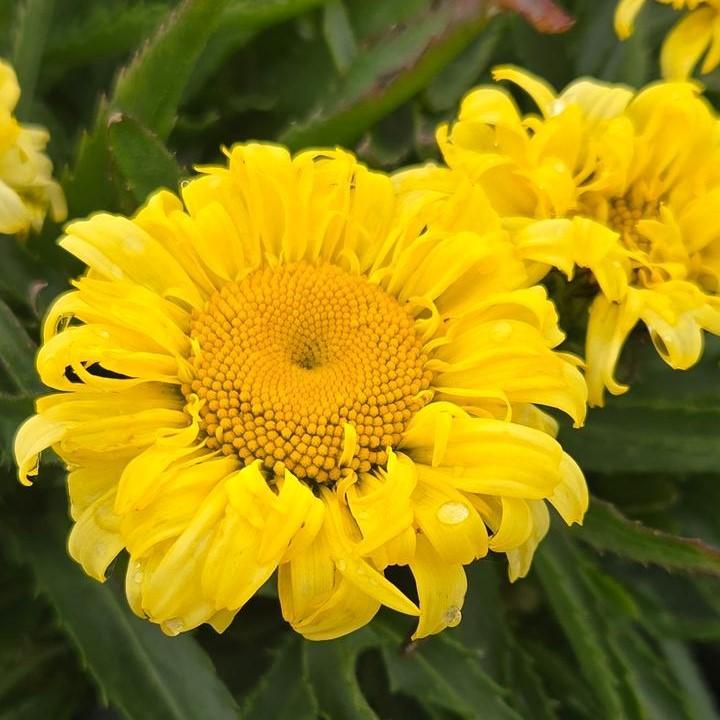 Leucanthemum x superbum - Goldfinch Shasta Daisy