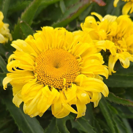 Leucanthemum x superbum - Goldfinch Shasta Daisy