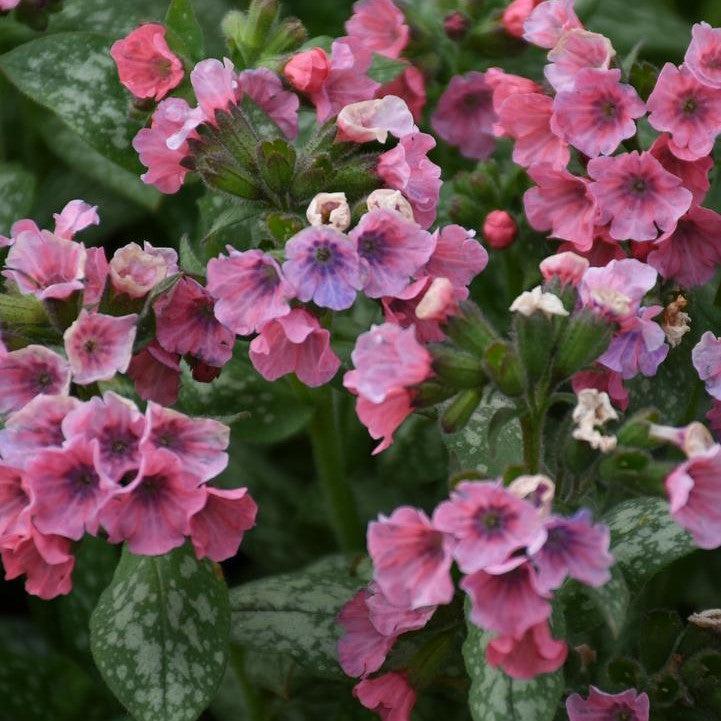 Pulmonaria - Pretty in Pink Lungwort