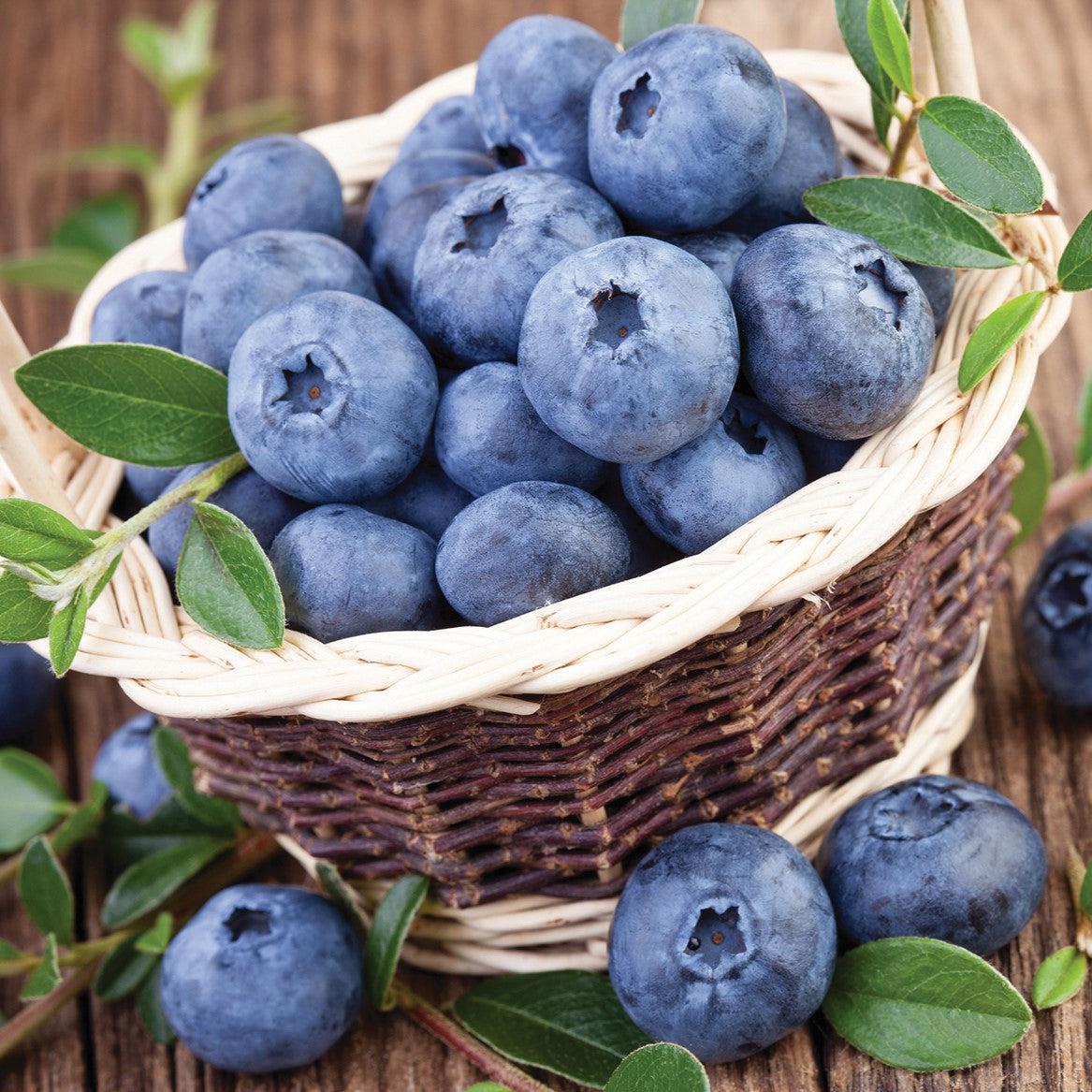 Vaccinium corymbosum - Northland Blueberry