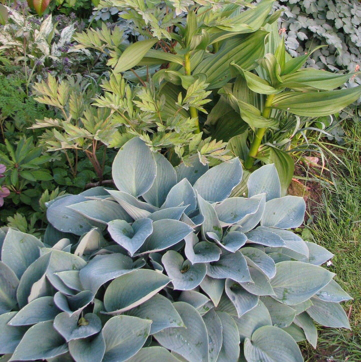 Hosta - Halcyon Hosta