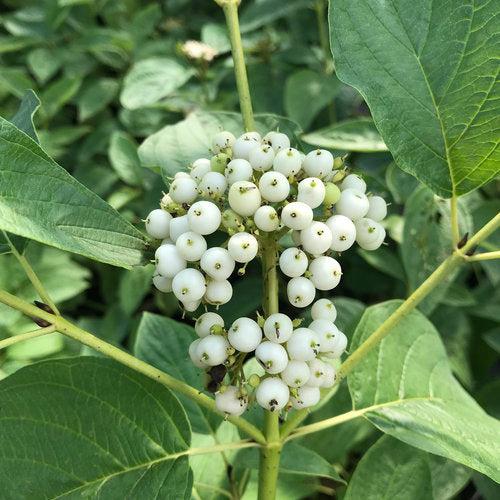 Cornus stolonifera - PW® Arctic Fire® Yellow Twig Dogwood