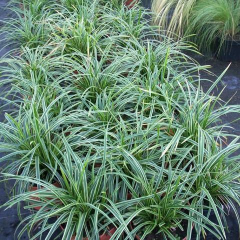 Carex morrowii - Ice Dance Sedge
