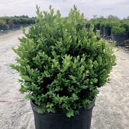 Buxus - Green Mountain Boxwood