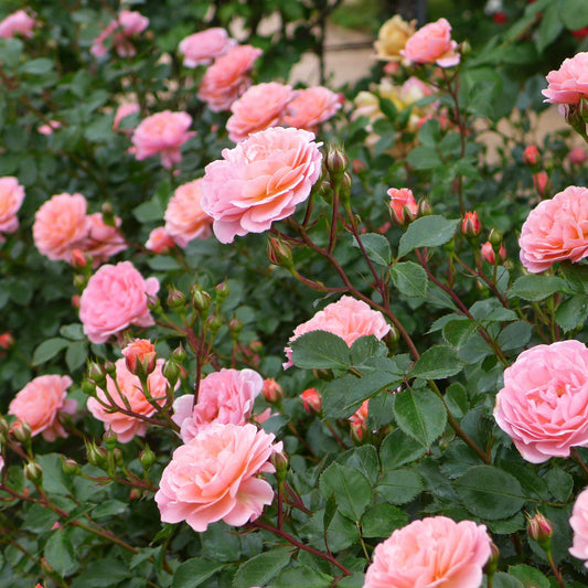 Rosa - Sweet Drift® Rose