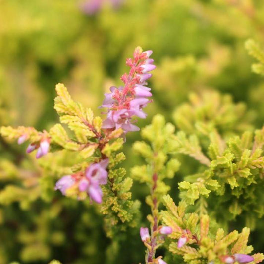 Calluna vulgaris  - Blazeaway Heather