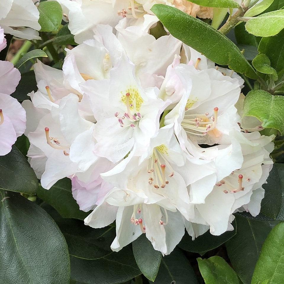 Rhododendron catawbiense - White Catawba Rhododendron