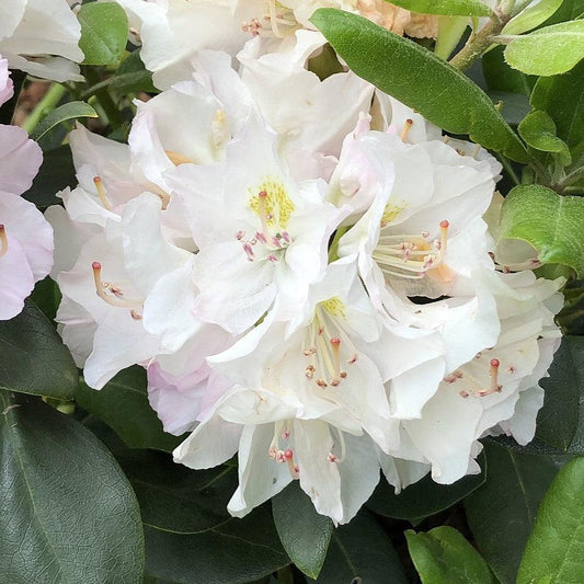 Rhododendron catawbiense - White Catawba Rhododendron