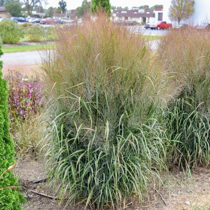 Panicum virgatum - Prairie Winds® October Sky Switch Grass