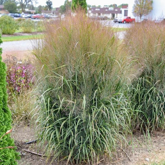 Panicum virgatum - Prairie Winds® October Sky Switch Grass