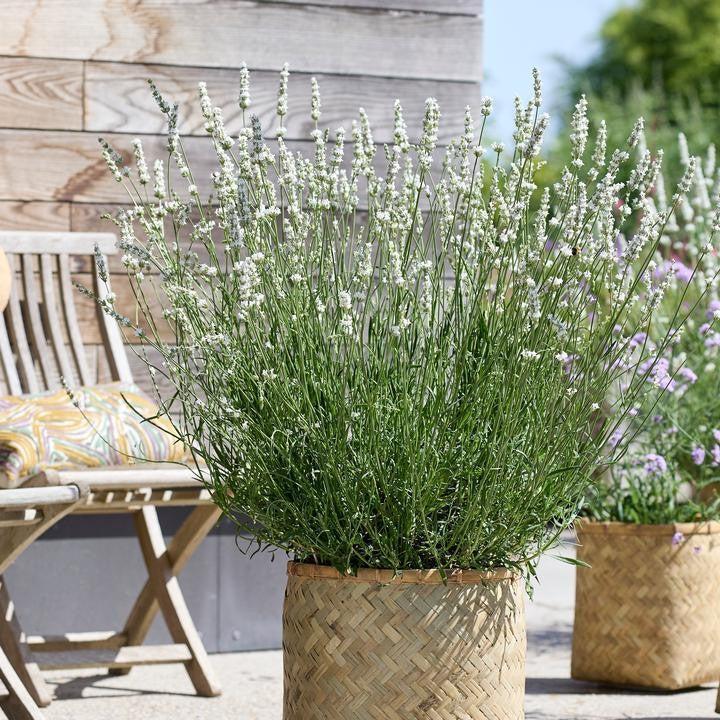 Lavandula x intermedia - Exceptional™ Lavender