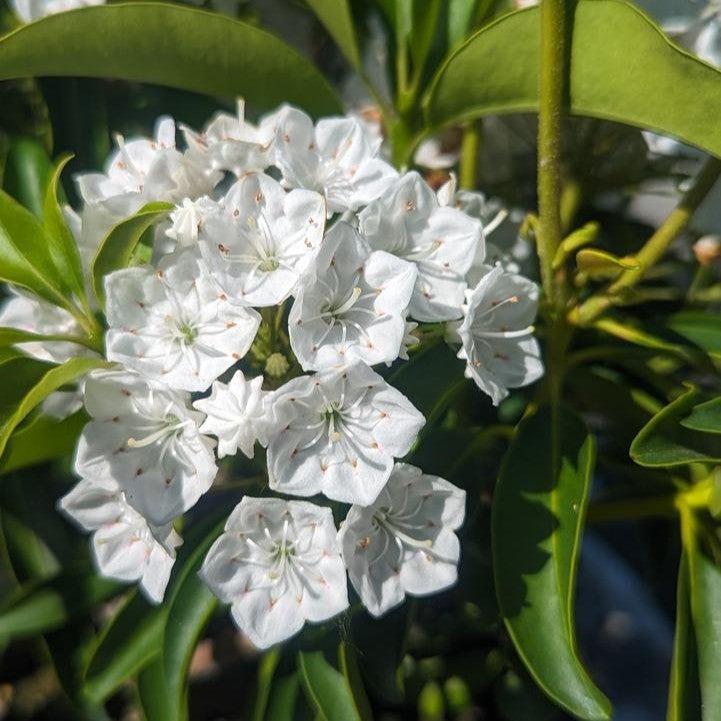 Kalmia latifolia - Snowdrift Mountain Laurel