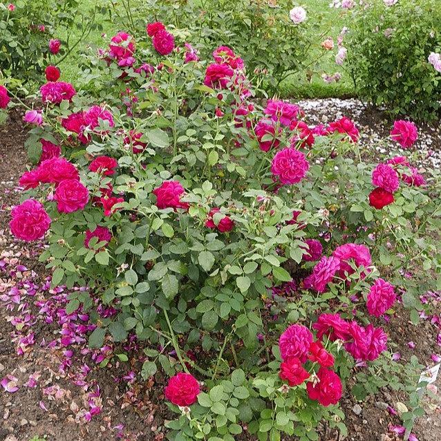 Rosa - Darcey Bussell Rose