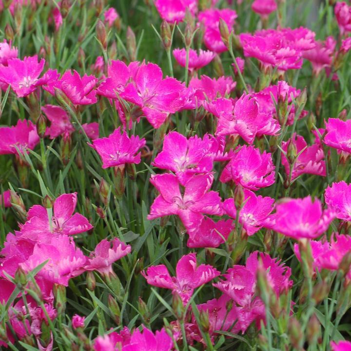 Dianthus x - Sunflor® Kahori® Dianthus