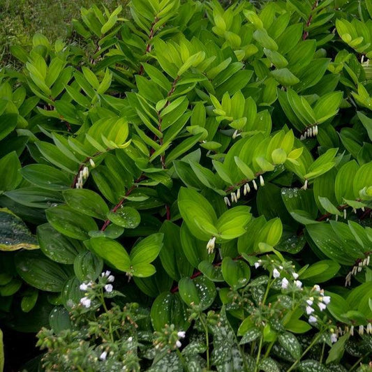 Polygonatum odoratum - Ruby Slippers Solomon's Seal