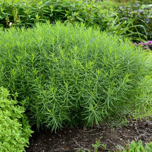 Amsonia  - String Theory Blue Star