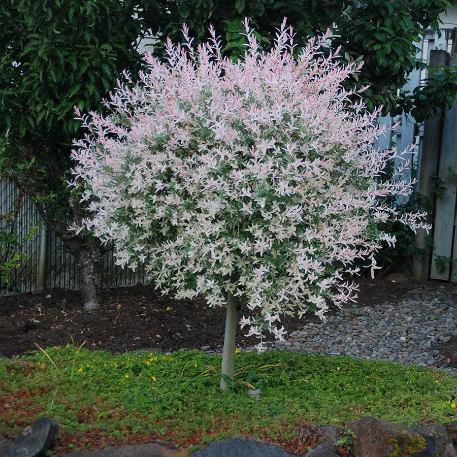 Salix integra 'Hakuro Nishiki'  - Dappled Willow