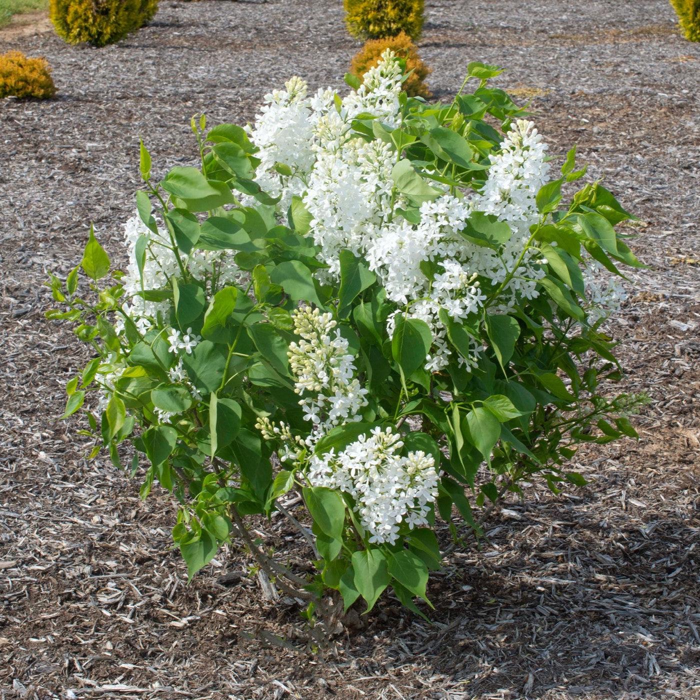 Syringa vulgaris - New Age™ White Lilac