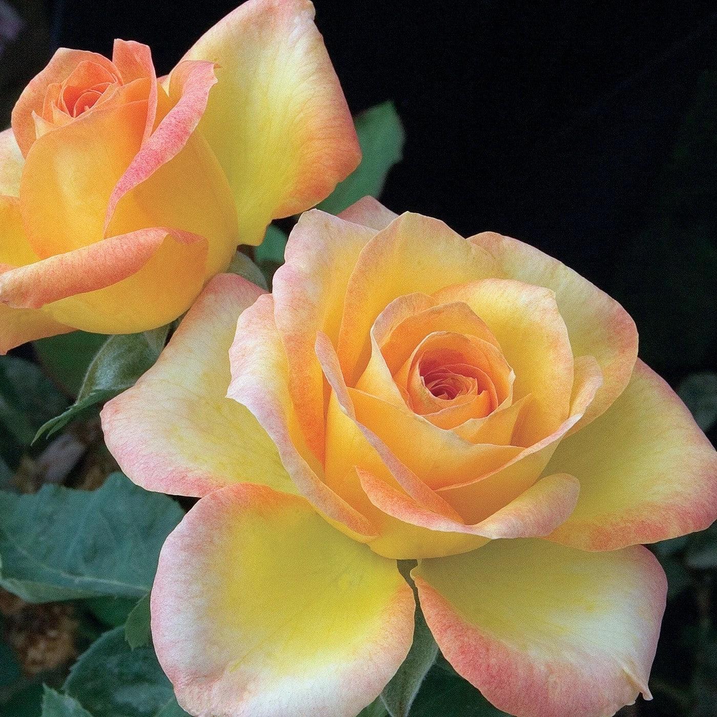Rosa - Gold Medal® Rose