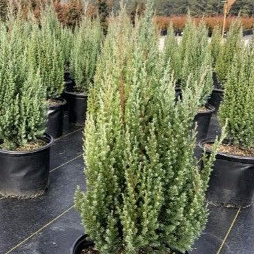 Juniperus chinensis - Blue Point Juniper