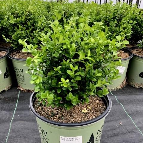 Buxus ‘SB 108’ - NewGen™ Independence®  Boxwood