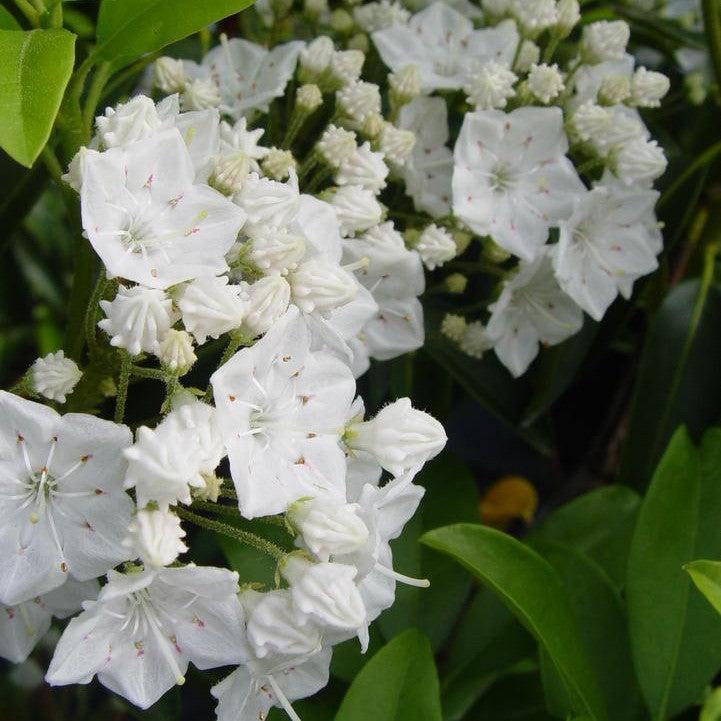 Kalmia latifolia - Snowdrift Mountain Laurel