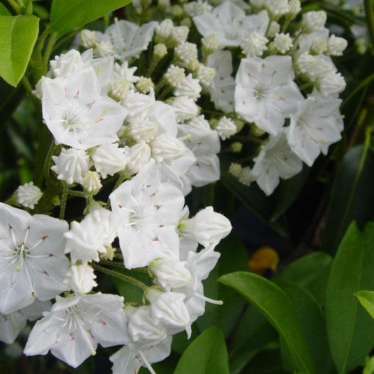 Kalmia latifolia - Snowdrift Mountain Laurel