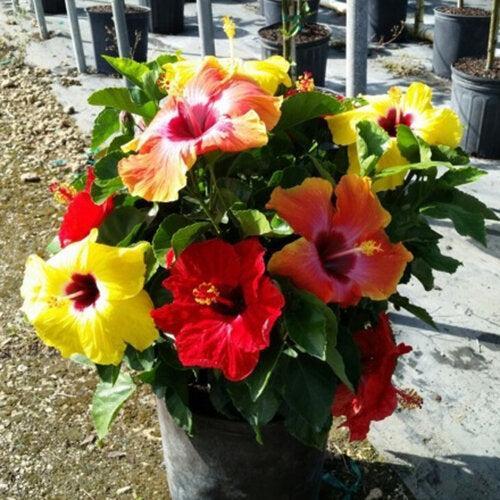 Hibiscus rosa-sinensis - Hollywood™ Bloom Bash® Tropical Hibiscus