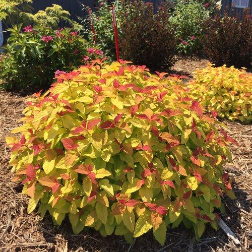 Spiraea japonica - Double Play® Candy Corn® Spirea