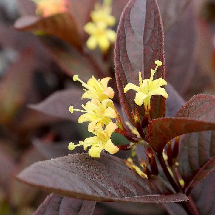 Diervilla rivularis - Kodiak® Jet Black Honeysuckle