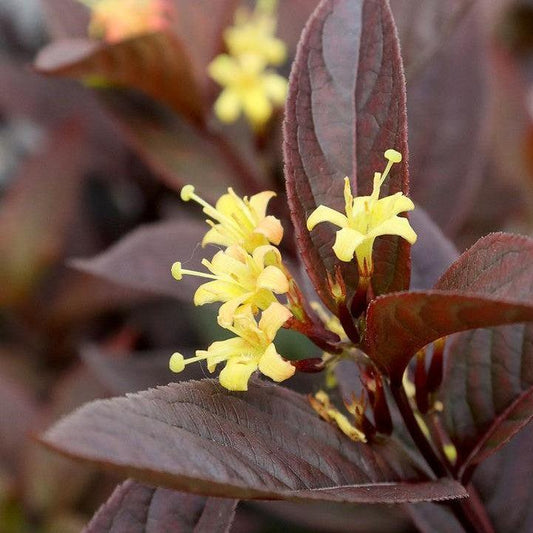 Diervilla rivularis - Kodiak® Jet Black Honeysuckle