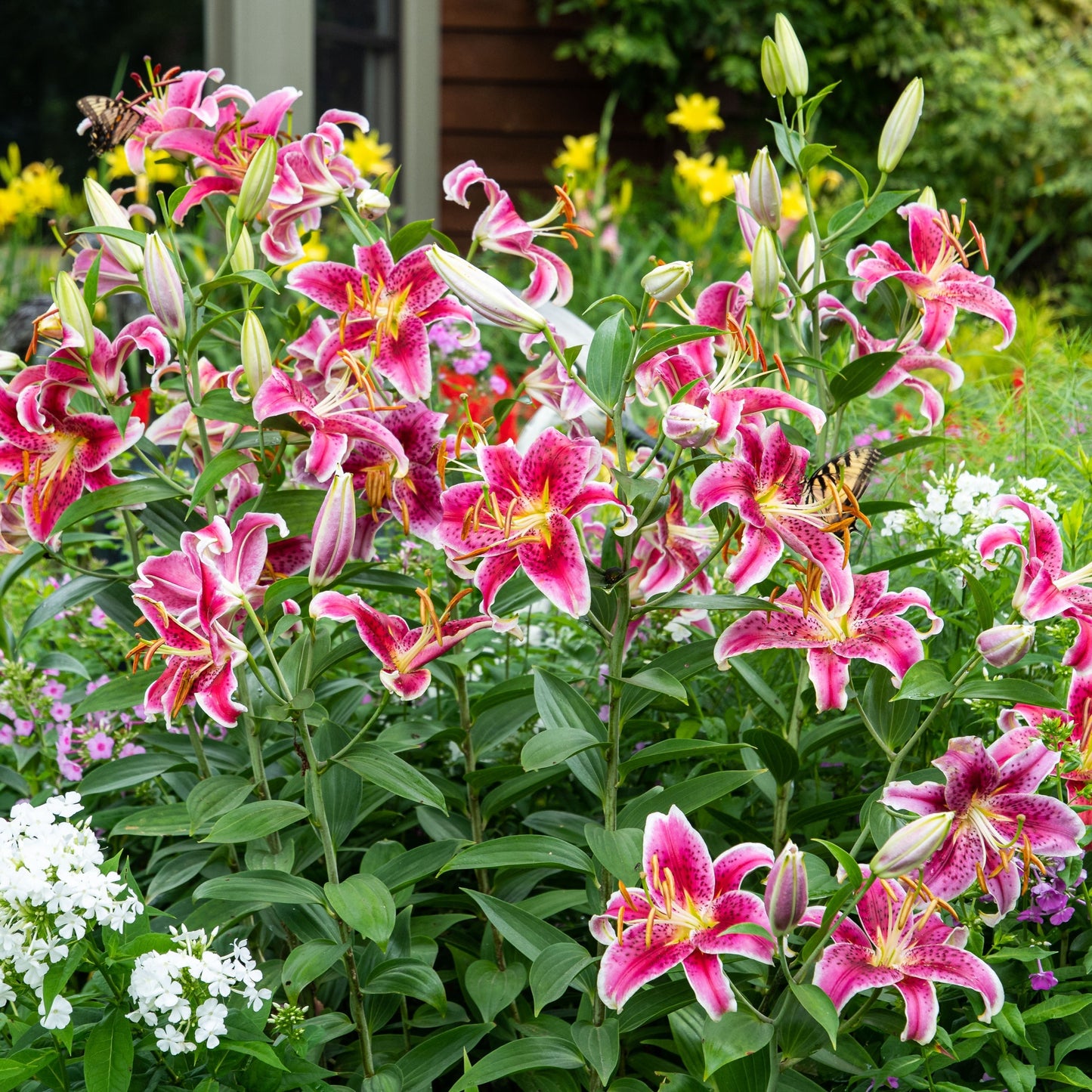Lilium - Stargazer Oriental Lily
