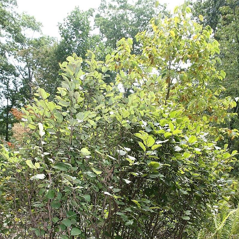 Fothergilla major - Mount Airy Fothergilla