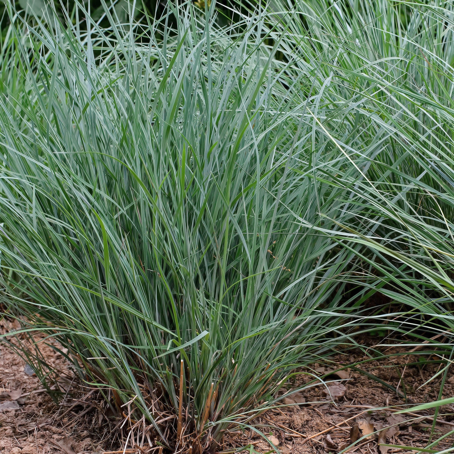 Schizachyrium scoparium  - Twilight Zone Little Bluestem