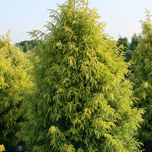 Juniperus communis - Gold Cone Juniper