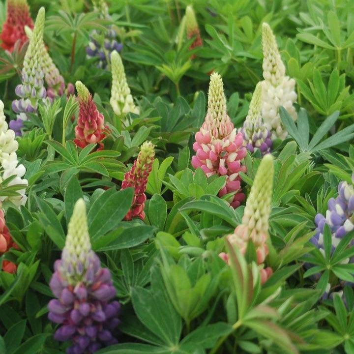 Lupinus - Russell Hybrids Mix Lupine