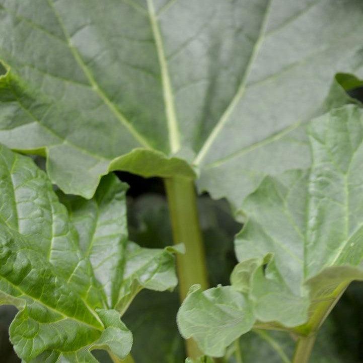 Rheum - Victoria Rhubarb