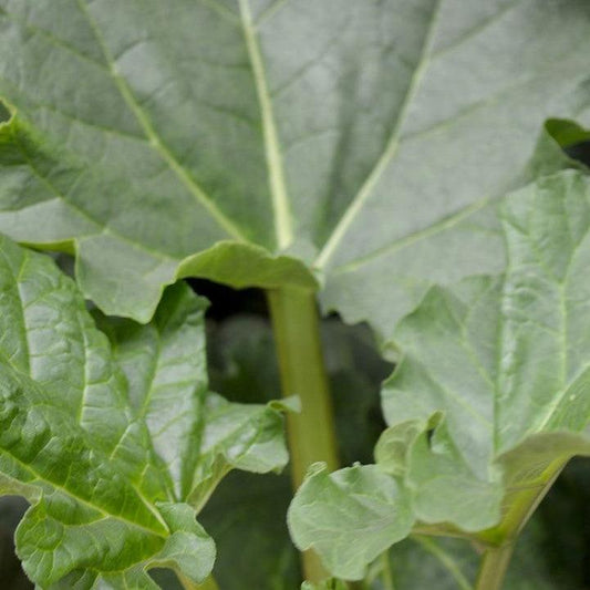 Rheum - Victoria Rhubarb